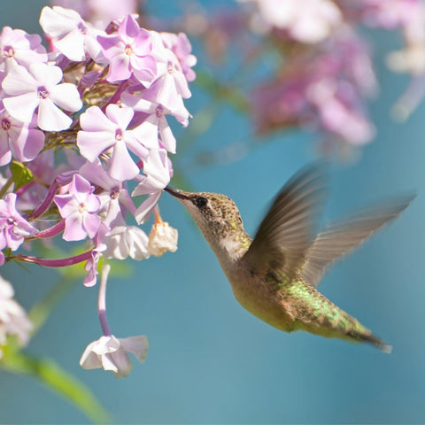Zen Puzzles Wooden Jigsaw Puzzle - Ruby-Throated Hummingbird