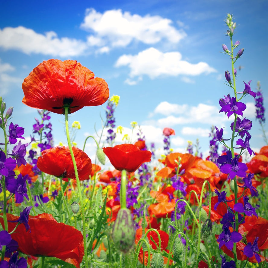 Zen Puzzles Wooden Jigsaw Puzzle - Wildflowers