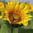 Zen Puzzles Wooden Jigsaw Puzzle - Sunflower