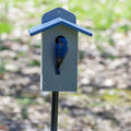 Bird's Choice Bluebird House - Wind River